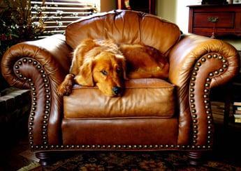 dog in chair